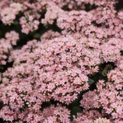 Очиток (седум) МАТРОНА в Новополоцке