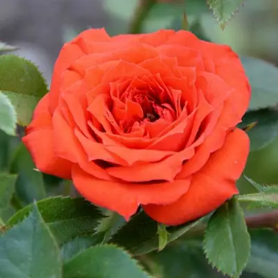 Роза ОРАНЖ ДЖЕВЕЛ миниатюрная в Новополоцке
