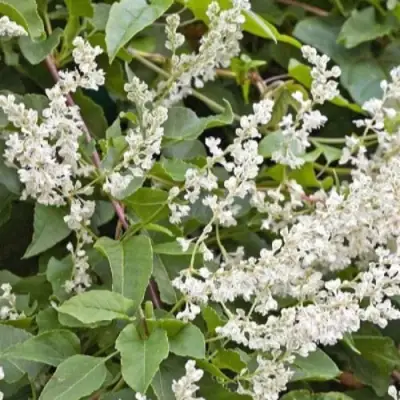 Фаллопия АУБЕРТА в Новополоцке