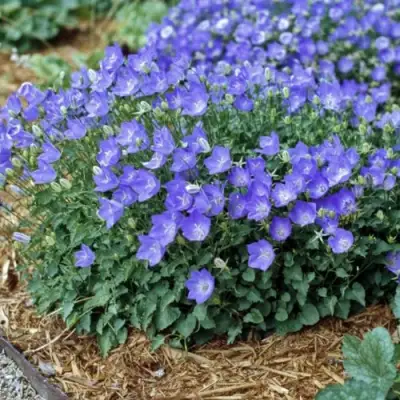 Колокольчик САНТА карпатский в Новополоцке