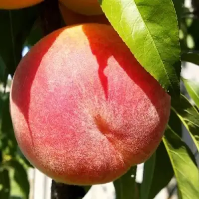 Персик ВАЙН ГОЛД Т3 в Новополоцке