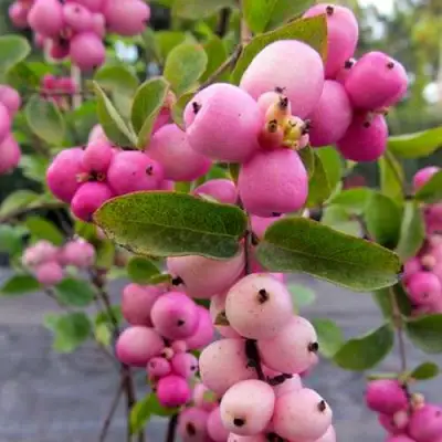 Снежноягодник ФИЕСТА БЕРРИ доренбоза в Новополоцке