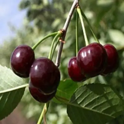 Вишня ВЛАДИМИРСКАЯ в Новополоцке