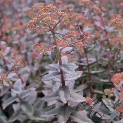 Очиток (седум) РЭЙН КСЕНОКС видный в Новополоцке