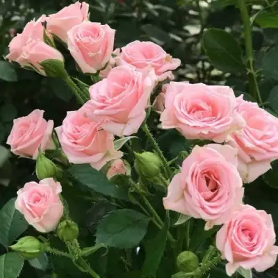 Роза КЛАССИК ЛИДИЯ спрей в Новополоцке