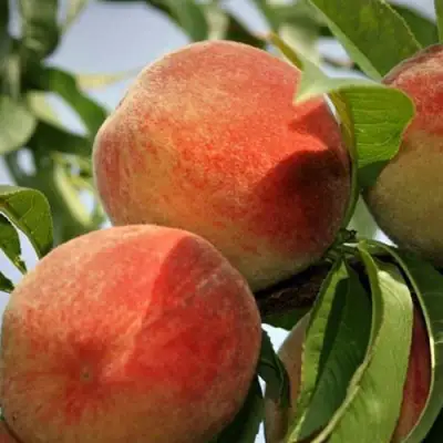 Персик ВУЛКАН в Новополоцке