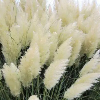 Кортадерия белая (пампасная трава) в Новополоцке