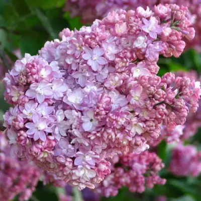 Сирень ПАМЯТЬ О ВЕХОВЕ в Новополоцке