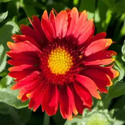 Гайлардия АРИЗОНА РЕД ШЕЙДС в Новополоцке