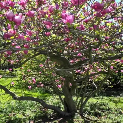 Магнолия СУЛАНЖА в Новополоцке