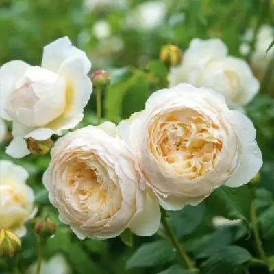 Роза КЛЭР ОСТИН английская в Новополоцке