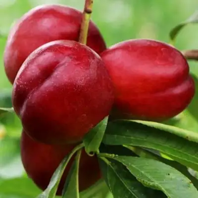 Нектарин КРЫМЧАНИН в Новополоцке