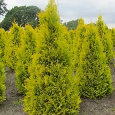 Туя САНКИСТ западная в Новополоцке