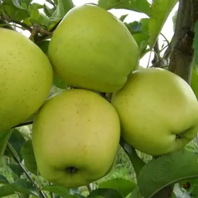 Яблоня КОШТЕЛЯ в Новополоцке
