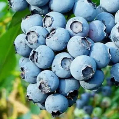 Голубика БРИГИТТА БЛЮ в Новополоцке