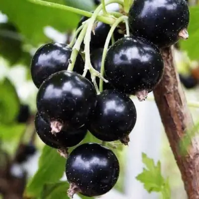 Смородина чёрная ДЕЛИКАТЕСНАЯ в Новополоцке