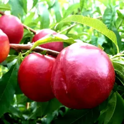 Нектарин ХАРКО в Новополоцке