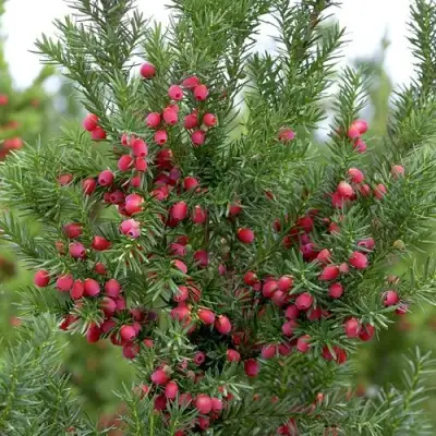 Тис ХИКСИ средний в Новополоцке