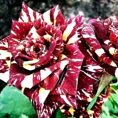 Роза ФОКУС ПОКУС флорибунда в Новополоцке