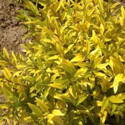 Бирючина АУРЕА обыкновенная в Новополоцке