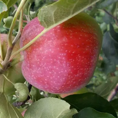 Яблоня АЛЬВА в Новополоцке