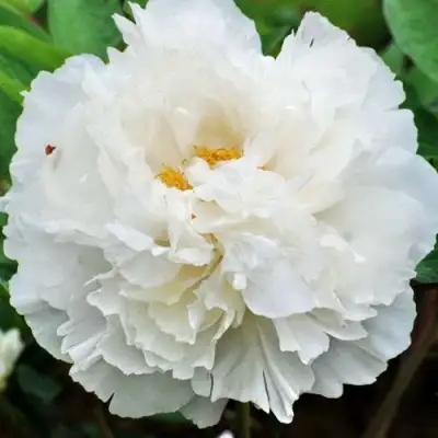 Пион БЕЛЫЙ СНЕГ древовидный в Новополоцке