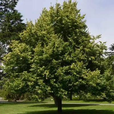 Липа сердцевидная в Новополоцке