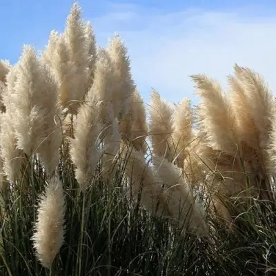 Кортадерия белая (пампасная трава) в Новополоцке