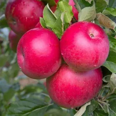Яблоня РОЖДЕСТВЕНСКОЕ в Новополоцке