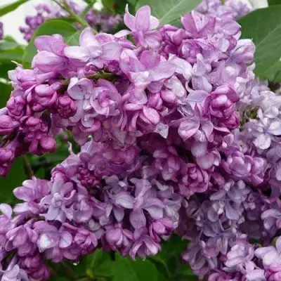 Сирень ГЕНЕРАЛ ПЕРШИНГ в Новополоцке