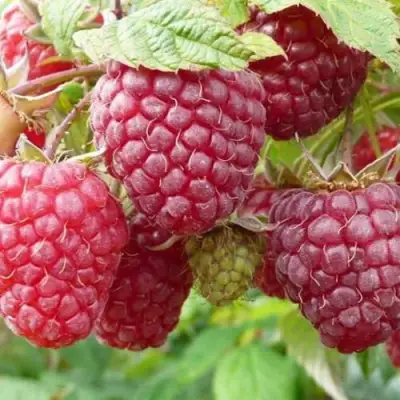 Малина ПОЛЬКА (ПОЛКА) в Новополоцке