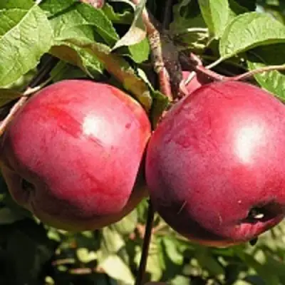 Яблоня ДАРУНАК в Новополоцке