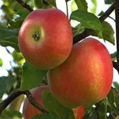 Яблоня ПЕРСИКОВАЯ в Новополоцке