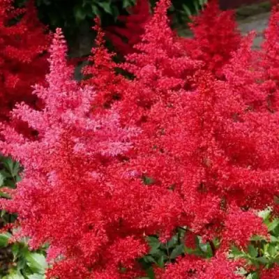 Астильба ЭТНА Арендса в Новополоцке