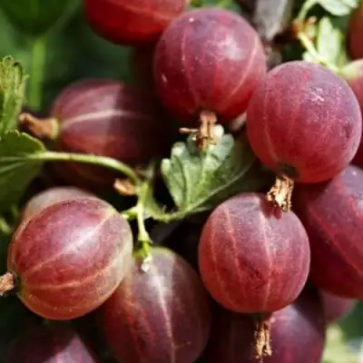 Крыжовник ХИННОМАКИ РОТ в Новополоцке