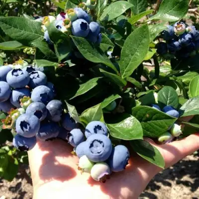 Голубика ДАРРОУ в Новополоцке