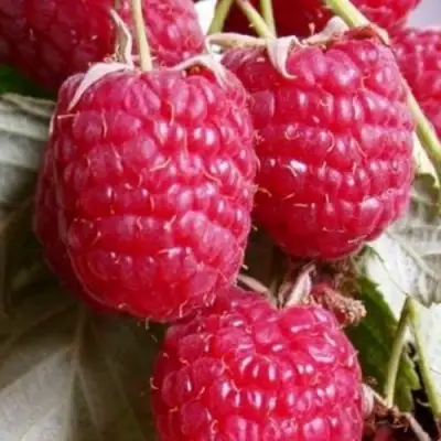 Малина ГЕРАКЛ в Новополоцке