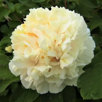 Пион НЕЖНЫЙ ГОЛОС древовидный в Новополоцке