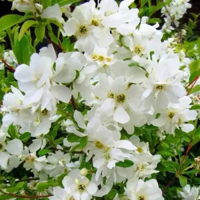 Экзохорда ЗЕ БРАЙД в Новополоцке