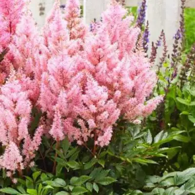 Астильба ЛУК ЭТ МИ японская в Новополоцке