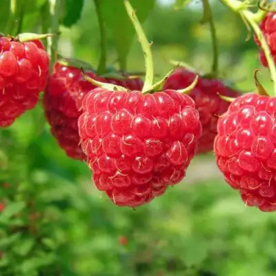 Малина ПРОСТО ПРЕЛЕСТЬ (СТОЛЕШНИК) в Новополоцке