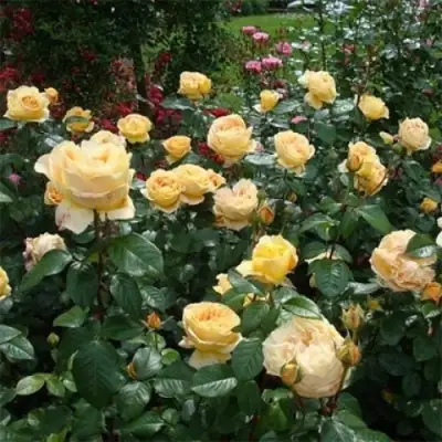 Роза КЕНДЛАЙТ чайно-гибридная в Новополоцке