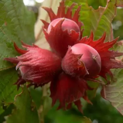 Фундук МОСКОВСКИЙ РУБИН в Новополоцке