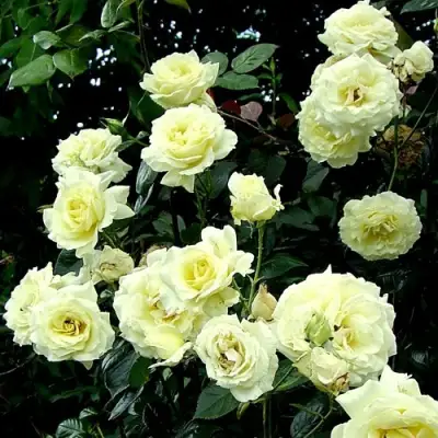 Роза ЭЛЬФ плетистая в Новополоцке