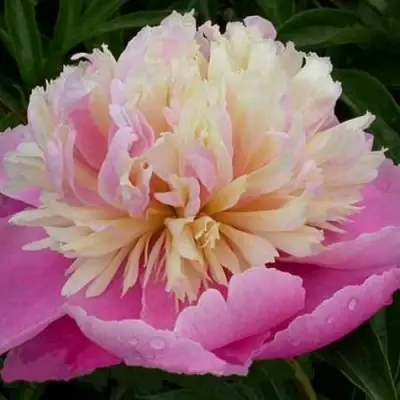 Пион ВЕСЕННЯЯ ПАЛИТРА травянистый в Новополоцке