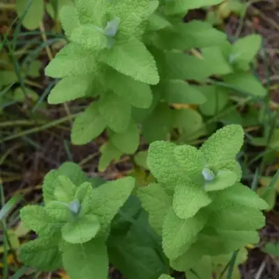Мята АПФЕЛМИНЦЕ в Новополоцке