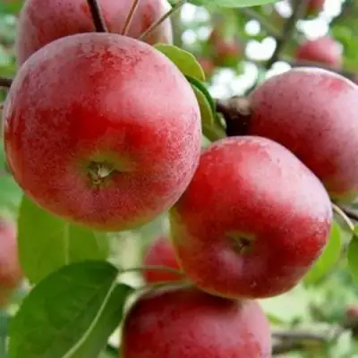 Яблоня АНТЕЙ в Новополоцке