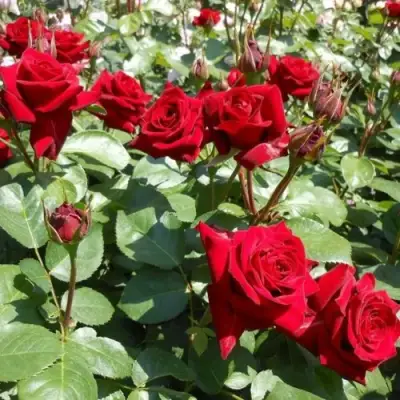 Роза ЭКСПЛОРЕР чайно-гибридная в Новополоцке