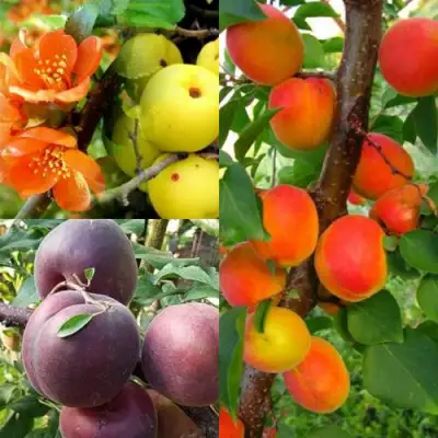 Комплект САД ДЛЯ ГУРМАНА в Новополоцке