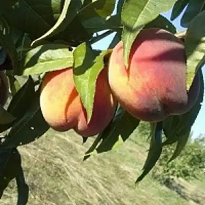 Персик СОФГАФЕН в Новополоцке